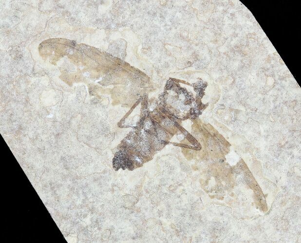 Fossil March Fly (Plecia) - Green River Formation #65085